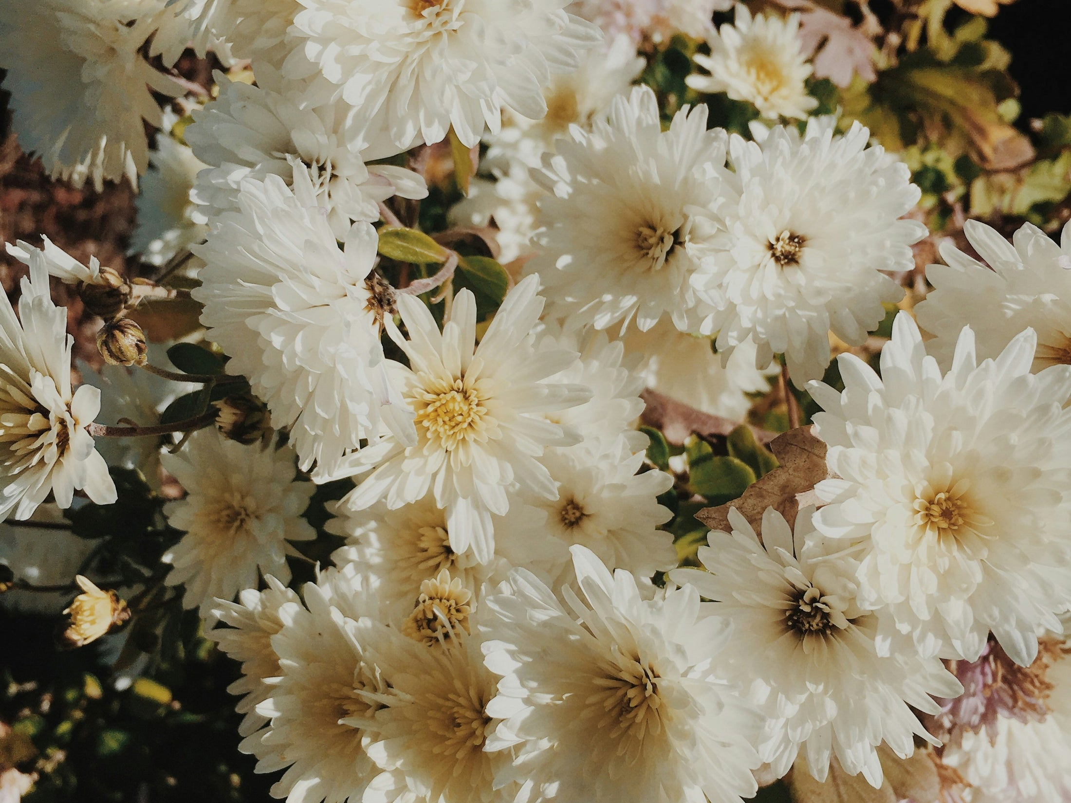 Floral